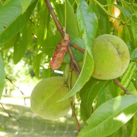 Urlaub Fuer Die Seele - Erholung Pur In Der Natur - Ferienhaus Mit Infrarotkabine & Relax-Raum Rucmanci Εξωτερικό φωτογραφία